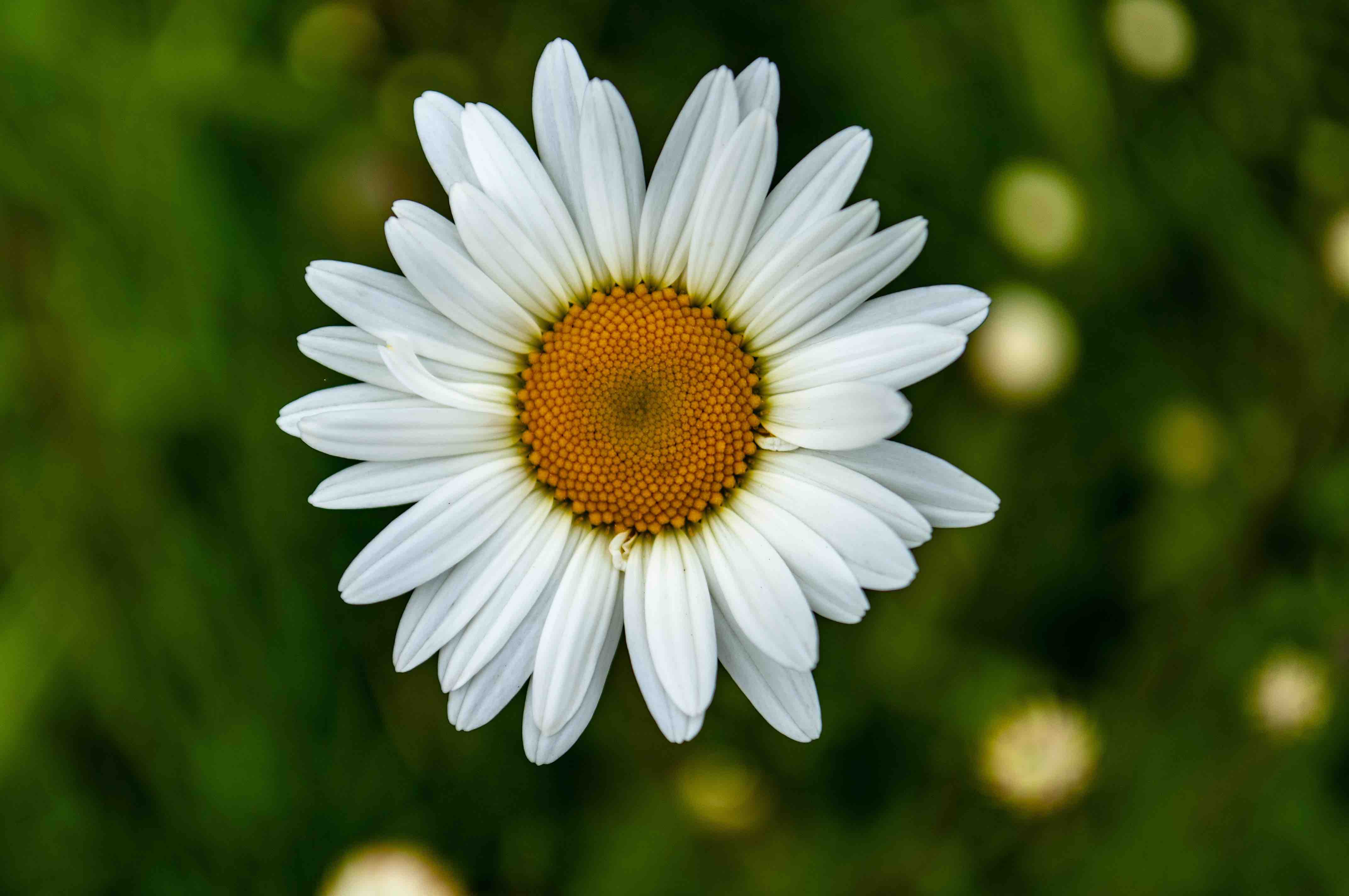 Natura Vera.Wie alles begann.klein