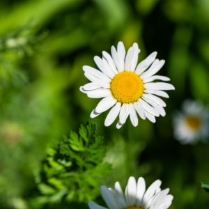 NaturaVera.Kräuterlieblinge.Gänseblümchen