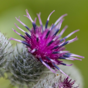 NaturaVera.Kräuterlieblinge.Mariendistel