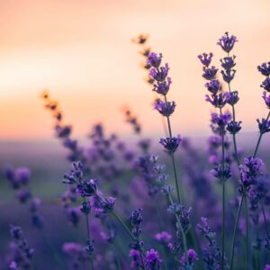 lavender field summer natural colors selective focus