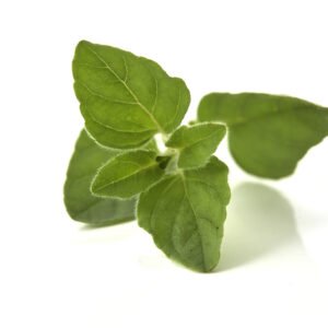 oregano marjoram leaves white background